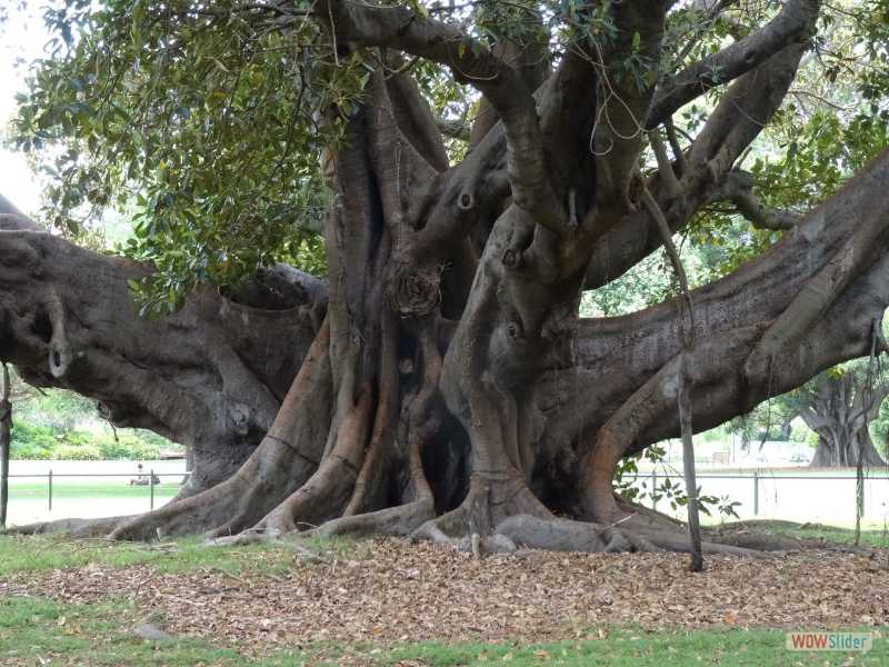 Royal Botanic Gardens, Sydney, dcembre 2016