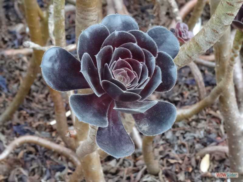 Royal Botanic Gardens, Sydney, dcembre 2016