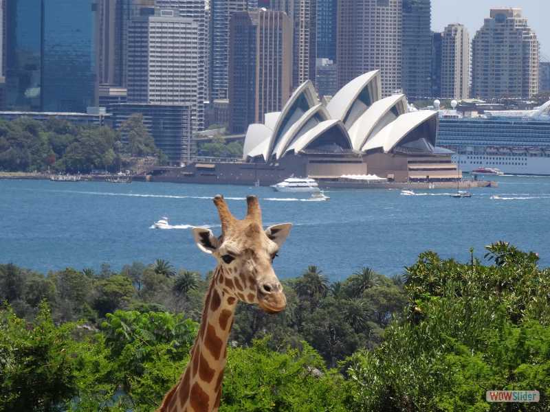 Taronga Zoo (Sydney), dcembre 2016
