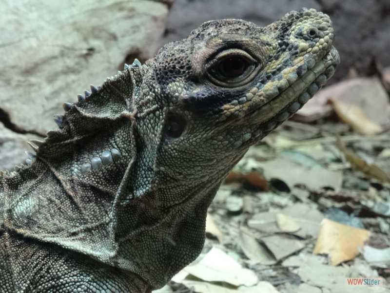 Taronga Zoo (Sydney), dcembre 2016