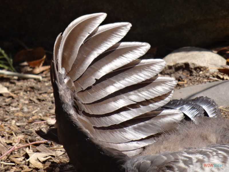 Taronga Zoo (Sydney), dcembre 2016
