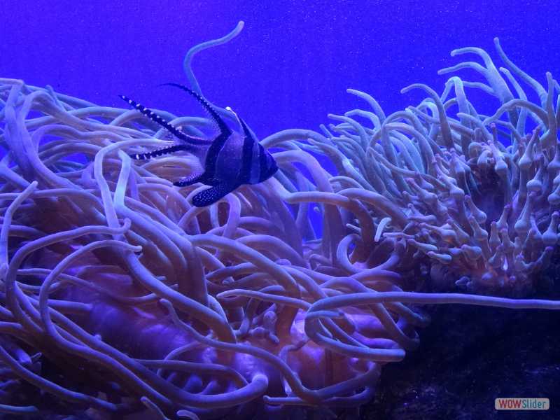 Aquarium SeaLife, Sydney, dcembre 2016