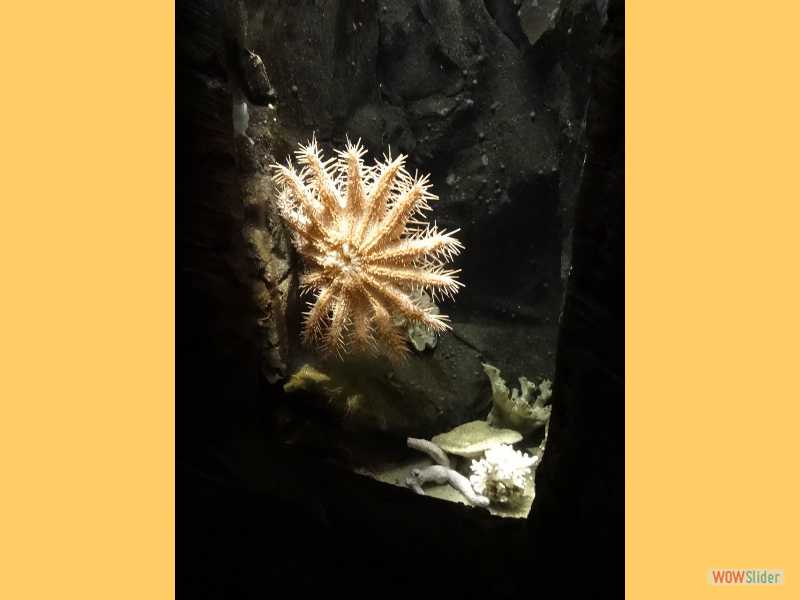 Aquarium SeaLife, Sydney, dcembre 2016