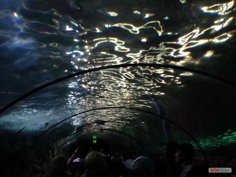 Aquarium SeaLife, Sydney, dcembre 2016
