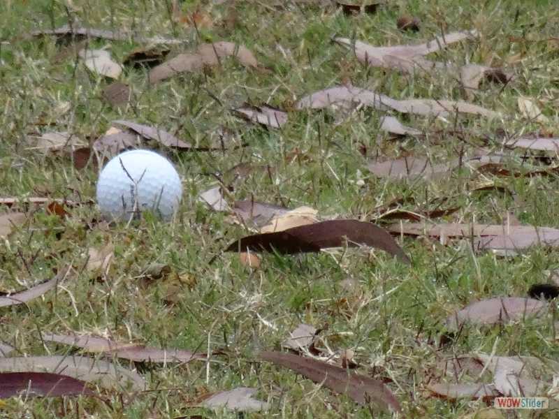 Golf d'Anglesea, dcembre 2016