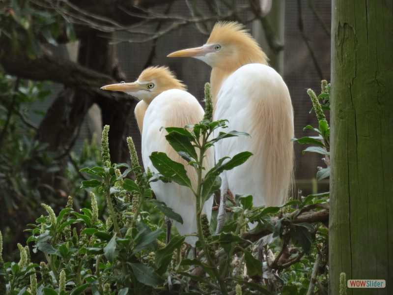 Wildlife Park, Phillip Island, dcembre 2016